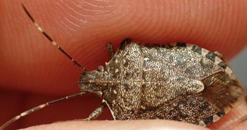 Halyomorpha halys